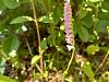 A Few Bog Orchids-20220711_154335-jpg