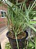 Maxillaria tenuifolia problems-img_1178-2_1512_2016-jpg