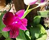 Den. Burana Sundae (my 1st blooming orchid)-img_20220717_084323-jpg