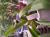 Paph. Henrietta Fujiwara spike-paphiopedilum_henriette_fujiwara_album_20220724_seca-jpg