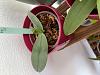 Phalaenopsis gigantea - long term growing project-63ed2729-b4cd-4a57-b5fe-8974e64bb52f-jpg