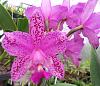 Volunteer blooming-b0027-penny-candy-fair-orchids-harrisoniana-impassionata-caudebec-linwood-4n-am-aos-jpg