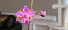 Phalaenopsis pulcherrima-20220802_070420-jpg
