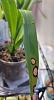 Spotting on leaves of various orchids-screenshot_20220802-191427_gallery-jpg