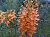 A Few Bog Orchids-20220805_191648-jpg