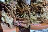 Cattleya seedling - sun burn or fungi?-cat_kelpak_2022-07-08-jpg