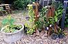 Where my orchids grow--two tree trunks and an oasis.-img_20220722_170607-jpg