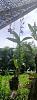 Dendrobium Sugar 156-img_20220811_103949-jpg
