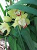 Neighbor's Outdoor Orchids - ID, Please, If Possible-neighbors-yellow-orchid-jpg