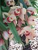 Neighbor's Outdoor Orchids - ID, Please, If Possible-neighbors-pink-orchid-jpg
