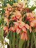 Neighbor's Outdoor Orchids - ID, Please, If Possible-neighbors-orange-orchid-jpg