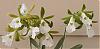 Euchile mariae flowering-img_1670-jpg
