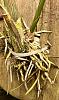 Encyclia phoenicea -Root Rot to Mount-b162d3f3-192a-43be-9a7b-5249d17d02e1-jpg