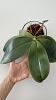 Phalaenopsis gigantea - long term growing project-1661961598050-jpg