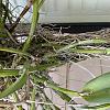 Help - epiphytic orchid - what to do?-53bc1ff4-6848-4f67-b9d3-f91610652f53-jpg