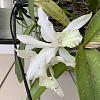 Help - epiphytic orchid - what to do?-0c56e08b-1f05-46ff-9d9a-06dca1d1c57d-jpg