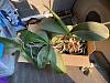 Best practices for quarantining orchids in small space-img_1371-jpg