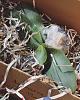 Phalaenopsis gigantea - long term growing project-7a38679d-ff7b-4b10-aa7f-03c2ba27697c-jpg
