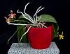 Phalaenopsis Mannosa-dsc01314-jpg