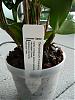 Dendrobium rhodostictum questions-p1010189-jpg