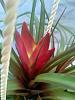 Tillandsia Cyanea in Bloom-20220918_113352-jpg