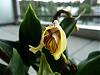 Dendrobium rhodostictum questions-p1010190-jpg