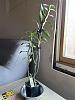 Dendrobium victoria reginae - only leafless canes?-den-victoria-reginae2-jpg