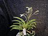Dendrobium victoria reginae - only leafless canes?-neofinetia-falcata-jpg