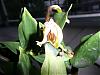 Dendrobium rhodostictum questions-p1010193-jpg