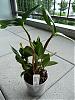 Dendrobium rhodostictum questions-p1010188-jpg