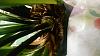 Black base of leaves cymbidium orchid please help &#128591;-dsc_1675-jpg