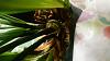 Black base of leaves cymbidium orchid please help &#128591;-dsc_1674-jpg