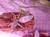 Phalaenopsis Deliciosa 'Silver Leaf'-20220926_183807-jpg