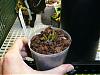 Dendrobium rhodostictum questions-p1020212-jpg