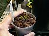 Dendrobium rhodostictum questions-p1020213-jpg