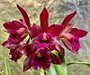 Lc. Waianae Blaze Sweetheart x C.Chocolate Drop SVO AM/AOS-21b8f756-9c7e-4289-96f9-43470465a95a-jpg