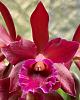 Lc. Waianae Blaze Sweetheart x C.Chocolate Drop SVO AM/AOS-6fd8d85c-604b-4d72-a6ee-15ab3177f94d-jpg