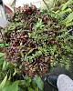 epidendrum newb looking for guidance-epi-porpax-pot-top-jpg