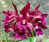 Lc. Waianae Blaze Sweetheart x C.Chocolate Drop SVO AM/AOS-5eda2610-8095-4d52-b9d8-d2f99892e82e-jpg