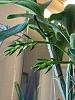 Dendrobium Spectabile - Curled Pseudobulb?-img_0857-jpg