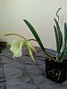 First Brassavola Nodosa Flower Bud-20221007_093823-jpg