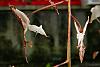 Orchids around the Yard.-dsc04411-gongora-white-lip-unmarked-share-medium-jpg