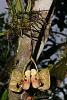Orchids around the Yard.-dsc01040-spotted-coryanthes-sp-unmarked-share-jpg