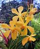 10 new orchid plants-img_20221010_162325-jpg