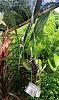 10 new orchid plants-img_20221006_154658-jpg
