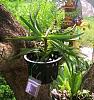 10 new orchid plants-img_20221006_072011-jpg