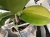 Phalaenopsis yellowing leaves-img_1918-jpg