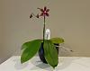 Phalaenopsis Noonien-20221013_090053-jpg