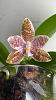 Phalaenopsis hieroglyphica, or is it?-bloom-1-2-jpg