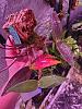 Dendrobium Kingianum - Purple to yellowing leaves-20221019_000638-jpg